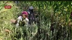 Crime | नंदुरबारमध्ये अफूची शेती, साडेसात एकरवर अफूची लागवड; दोघांना अटक