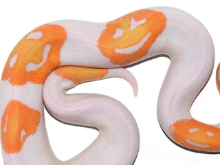 Ever Come Across A Smiling Snake? Here's A Rare Reptile That 'Smiles' Back At You
