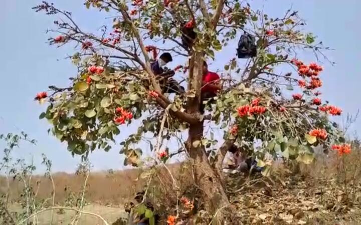 काही लहान मुलं मोबाईल फोनवर ऑनलाईन अभ्यास करण्यासाठी गटागटाने जंगलात ऊंच जागी किंवा झाडावर बसून अभ्यास करताना दिसत आहेत.