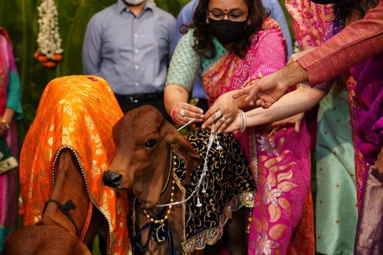 Cow lover made silver jewelry ready for cow calf, video went viral ગૌ પ્રેમીએ ગાયના વાછરડા માટે બનાવડાવ્યા ચાંદીના દાગીના, વીડિયો થયો વાયરલ