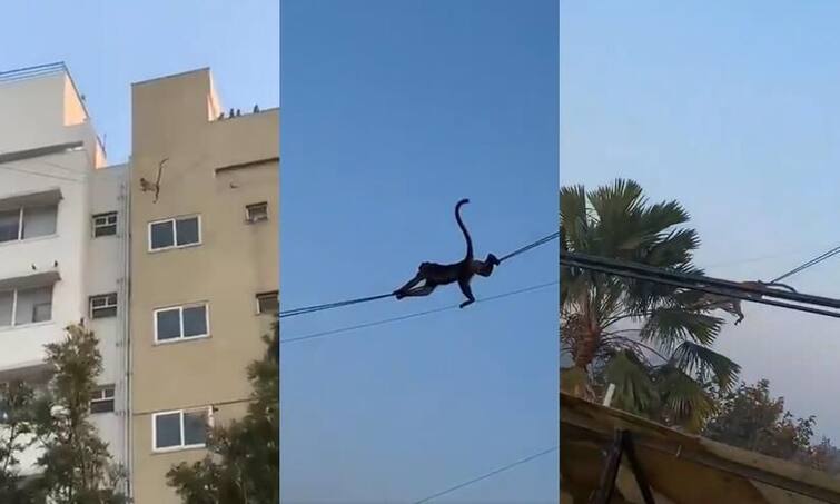 Hilarious Viral Video: Monkeys Zip Line On Electrical Wires In Bengaluru Funny Viral Video: ਇੰਟਰਨੈੱਟ 'ਤੇ ਬਾਂਦਰਾਂ ਦੀ ਮਸਤੀ, ਵੀਡੀਓ ਵਾਇਰਲ, ਹਰ ਕੋਈ ਹੱਸਣ ਲਈ ਮਜਬੂਰ