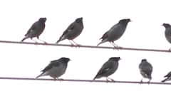 परदेशी पाहुण्यांचे मालवणात आगमन;  'रोझी स्टर्लिंग'चे स्थानिकांसह पर्यटकांना आकर्षण