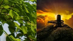 MahaShivratri 2021: ত্রিপত্র বেলপাতায় তুষ্ট হন দেবাদিদেব, ব্রত-মাহাত্ম্য