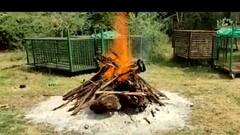 ભરુચમાં વાહનની અડફેટે આવતા દીપડાનું મોત