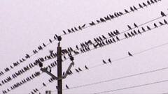 Rosy Starling | परदेशी पाहुणे कोकणात दाखल; कांदळवनात हजारो पक्ष्यांचा मुक्काम Special Report