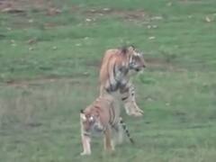 बुलडाण्याच्या अभयारण्यातून C-1 वाघ गायब, वन्यजीव प्रेमी चिंतेत