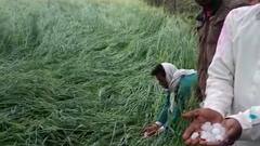 MP: Farmers suffer loss due to sudden rainfall & hailstorm