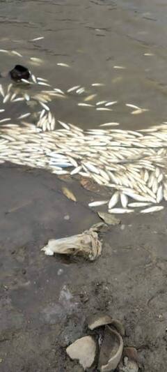 মিরিকের ঝিলে ভেসে উঠল হাজারে হাজারে মরা মাছ