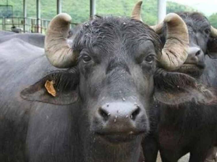 Man celebrates birthday of his buffalo, case registered  for violating Covid-19 norms ਸ਼ਖਸ ਨੇ ਮਨਾਇਆ ਮੱਝ ਦਾ ਜਨਮਦਿਨ, ਪਾਬੰਦੀ ਦੇ ਉਲੰਘਣ ਲਈ ਕੇਸ ਦਰਜ