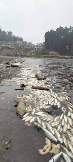 মিরিকের ঝিলে ভেসে উঠল হাজারে হাজারে মরা মাছ