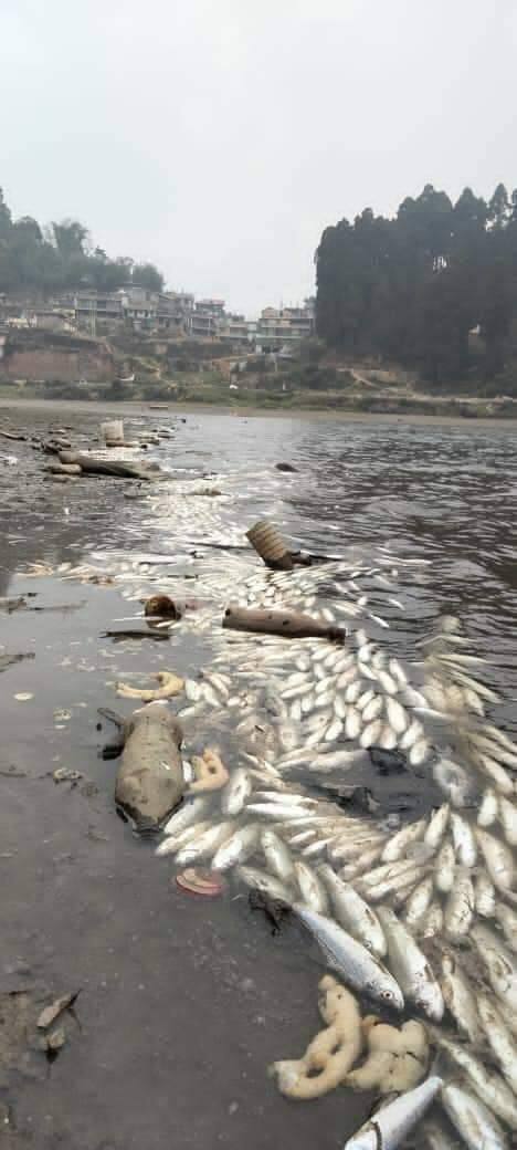 সেই জন্য বিভিন্ন পর্যায়ে মিরিক লেকের এক-একটি প্রান্তের জল তুলে পরিষ্কার করা হয়।
