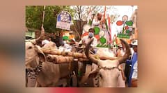 West Bengal Elections 2021: গরুর গাড়িতে প্রচারে কসবার তৃণমূল প্রার্থী জাভেদ খান