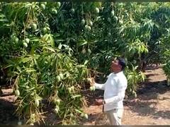 सांगलीत 1200 झाडांमधून 40 टन आंब्यांचं उद्दिष्ट, सेंद्रिय पद्धतीने आंब्याची लागवड