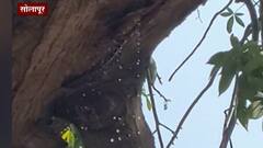 Solapur Tree | झाडाच्या फांदीतून पाण्याच्या धारा, सोलापुरात झाड रडत असल्याची अफवा