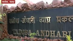 Tadoba National Park | ताडोबा व्याघ्र प्रकल्पाच्या वेळेत बदल,गर्दी टाळण्यासाठी प्रशासनाचा निर्णय