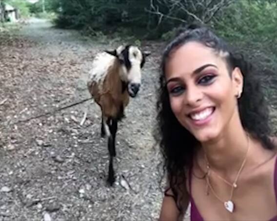 યુવતી સેલ્ફી લેતી હતી ને પાછળથી બકરીએ શિંગડુ મારીને ઉથલાવી દીધી