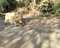 Amreli: મોબાઇલમાં સિંહનો વીડિયો ઉતારવા માટે યુવક એકદમ નજીક ગયો ને....