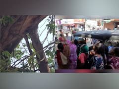 सोलापूरमध्ये झाड रडत असल्याच्या अफवा, खोड कुजल्याने झाडातून पाणी आल्याची अभ्यासकांची माहिती