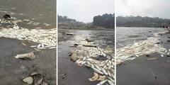 মিরিকের ঝিলে ভেসে উঠল হাজারে হাজারে মরা মাছ