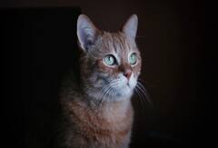 સપનામાં જો આ 8 વસ્તુઓ દેખાય તો મનાય છે અપશુકન, જીવનમાં બની શકે છે આવી અશુભ ઘટના