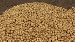 Mehsana: બટાકાના ભાવે ખેડૂતોને રડાવ્યા, વાવેતર ખર્ચ પણ નથી નીકળતો, જુઓ વીડિયો