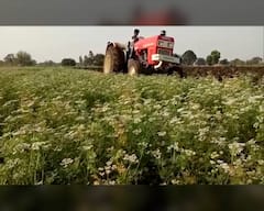 लातूरमधील कोथिंबीर शेतकरी उत्पादक चिंतेत, बाजारपेठा बंद असल्याने 5 एकर शेतीवर फिरवावा लागला नांगर