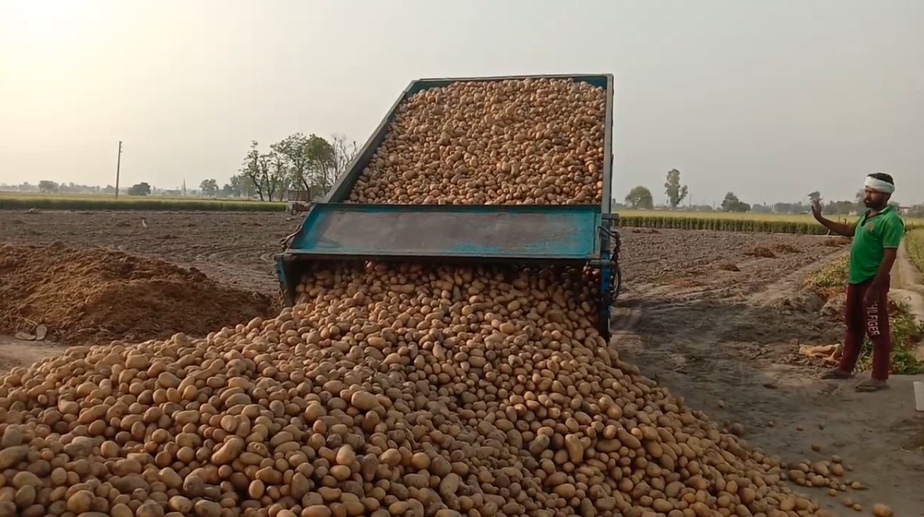 Potato Mandi Prices: ਆਲੂ ਦੀ ਬੰਪਰ ਫ਼ਸਲ ਦੇ ਬਾਵਜੂਦ ਭਾਅ ਮੰਦਾ, ਕਾਸ਼ਤਕਾਰ ਕਿਸਾਨ ਨਿਰਾਸ਼