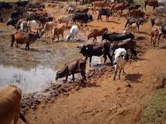 Special Report | अपुऱ्या चाऱ्यामुळे उपासमार, भुकेनं गाईंचा हंबरडा; 750 गोमाता मदतीच्या प्रतीक्षेत!