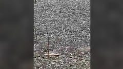 Untimely Rain | औरंगाबाद, जालन्यात जोरदार पावसासह गारपीट, अवकाळी पावसाचा शेतकऱ्यांना फटका