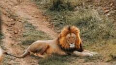 Alipore Zoo: আলিপুর চিড়িয়াখানায় সিংহের খাঁচায় ঢুকে জখম এক ব্যক্তি!