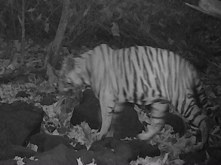 tiger sighting at Gautala Sanctuary in Aurangabad district आठ दशकांनंतर गौताळा अभयारण्यात पट्टेदार वाघाचं दर्शन