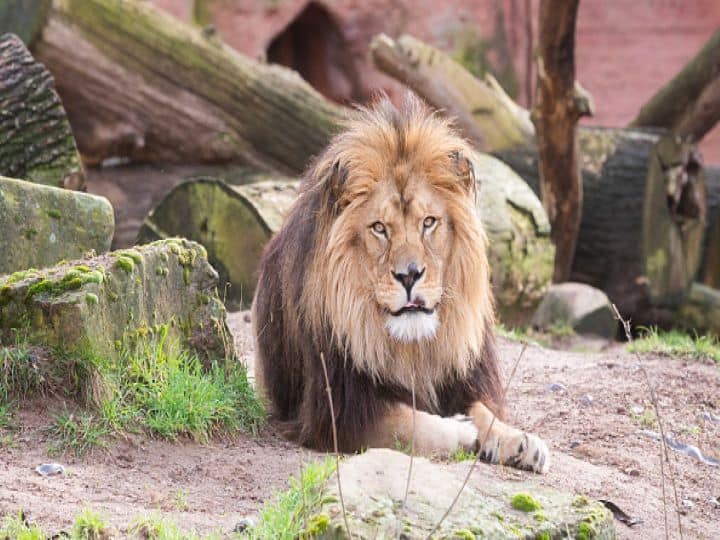 Kolkata: Man Rescued From Lion's Claws In Alipore Zoo, People Question  Security Lapse