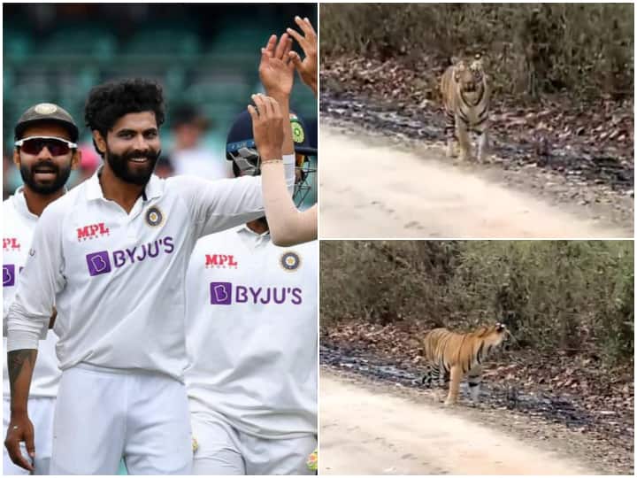 India vs England Ravindra Jadeja Shares Jungle Safar Video On Twitter Watch: Tiger Visits Ravindra Jadeja To 
