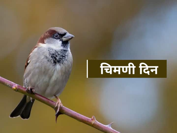 World Sparrow Day 2021 Theme Quotes Significance Messages And History World Sparrow Day 2021 : का साजरा केला जातो चिमणी दिन, चिमणी नामशेष होण्याची कारणं काय? 