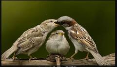 World Sparrow Day 2021: ਵਿਸ਼ਵ ਚਿੜੀ ਦਿਵਸ, ਜਾਣੋ ਇਸ ਦਿਨ ਦਾ ਇਤਿਹਾਸ, ਆਖਰ ਕਿਉਂ ਮਨਾਇਆ ਜਾਂਦਾ ਇਹ ਦਿਨ?