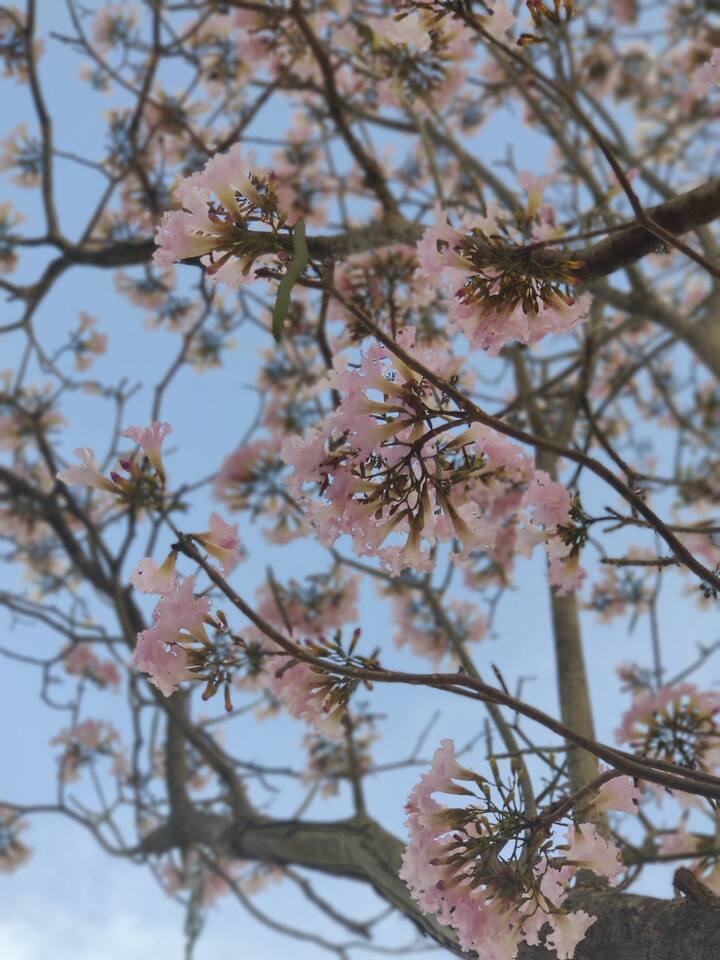 பெங்களூரு ஹெச்.எஸ்.ஆர் லே அவுட் சாலையில் காணக்கிடைக்கும் செர்ரிப்பூக்கள்