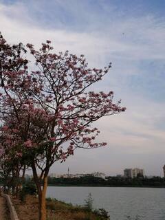 ”செர்ரிப்பூக்களைத் திருடும் காற்று!” - பூத்துக்குலுங்கும் பெங்களூருவின் செர்ரிப்பூக்கள்