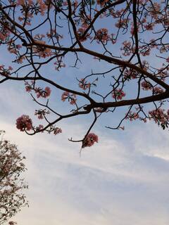 ”செர்ரிப்பூக்களைத் திருடும் காற்று!” - பூத்துக்குலுங்கும் பெங்களூருவின் செர்ரிப்பூக்கள்