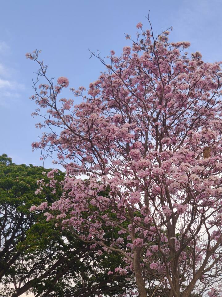 பெங்களூரு ஹெச்.எஸ்.ஆர் லே அவுட் சாலையில் காணக்கிடைக்கும் செர்ரிப்பூக்கள்