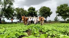 शेती जगत | शेती क्षेत्रातील घडामोडींचा वेगवान आढावा | 21 मार्च 2021