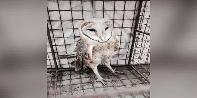 Rare species of Owl rescued from Barasat Owl rescued in Barasat: বারাসাত থেকে উদ্ধার বিরল প্রজাতির পেঁচা