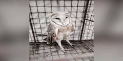 Owl rescued in Barasat: বারাসাত থেকে উদ্ধার বিরল প্রজাতির পেঁচা