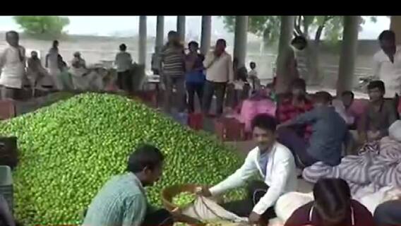 આ માર્કેટ યાર્ડમાં લીંબુનો સારો ભાવ મળતા ખેડૂતોમાં ખુશાલી, જુઓ વીડિયો