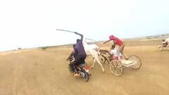 Special Report | सांगलीतली शॉकिंग शर्यत; बैलगाडी शर्यतीदरम्य़ान अमानुषतेचा कळस