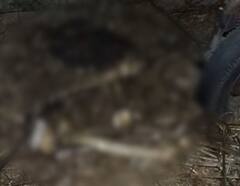 Surat News: ખટોદરા પોલીસ સ્ટેશન કેમ્પસમાંથી હાડપિંજર મળતાં ચકચાર