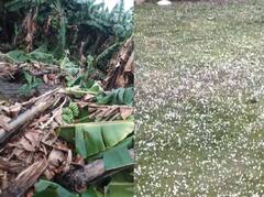 Maharashtra Rains : राज्यातील अनेक भागात अवकाळी पावसाचा कहर, पिकांचं नुकसान, शेतकरी हवालदिल