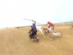 सांगलीत विना परवाना बैलगाडी शर्यतीचा प्रकार; बैलांना अमानुषपणे बॅटरीचा शॉक आणि काठीने मारहाण