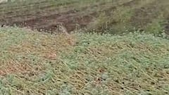 Unseasonal Rain | राज्यातील अनेक भागात अवकाळी पावसाचा कहर, पिकांचं नुकसान