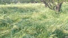 अवकाळीचा तडाखा! अमरावतीत चांदूरबाजारात वादळी वाऱ्यासह जोरदार पाऊस, कांदा,बाजरी,गहू,ज्वारीचं नुकसान