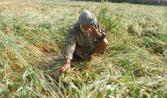 ਕਿਸਾਨਾਂ ਦੇ ਮੁਰਝਾਏ ਚਿਹਰੇ, ਮੀਂਹ-ਹਨੇਰੀ ਨੇ ਕਣਕ ਦੀ ਪੱਕੀ ਫ਼ਸਲ ਦਾ ਕੀਤਾ ਨੁਕਸਾਨ